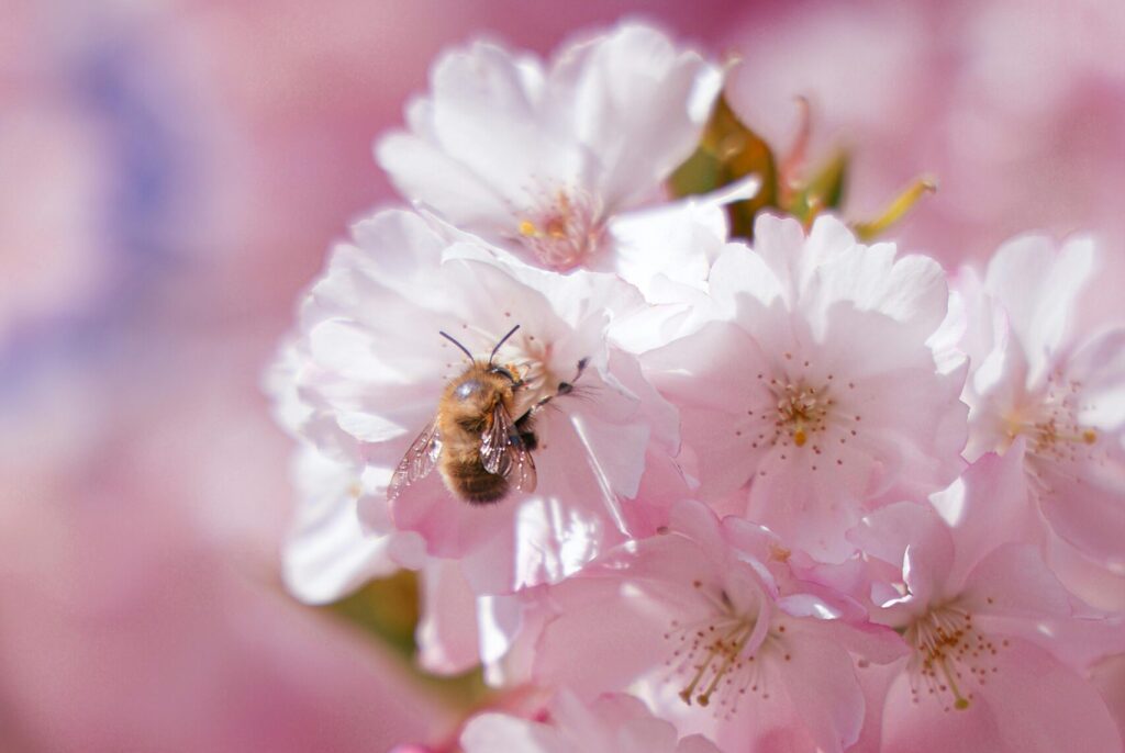 Close-up of a bee pollinating pink cherry blossoms, showcasing natural beauty and detail in springtime.