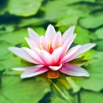 Vibrant pink water lily blooming gracefully on a lush green pond.