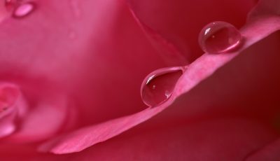 water pearls, waterdrop, raindrop, drops, petals, water, blossom, bloom, rose, rose petals, rose blossom, red, wet, nature, rose flower, wetness, dewdrop, romantic