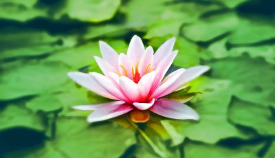 Vibrant pink water lily blooming gracefully on a lush green pond.